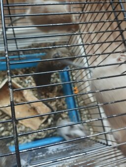 Osmak degu - 3
