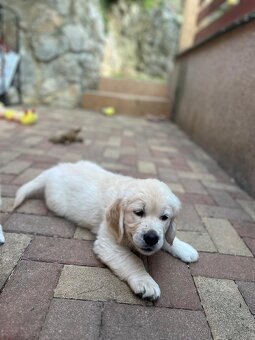 Zlatý retriever - voľná fenka, šteniatko s preukazom pôvodu - 3