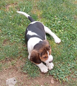 Predaj Beagle Tricolor - 3