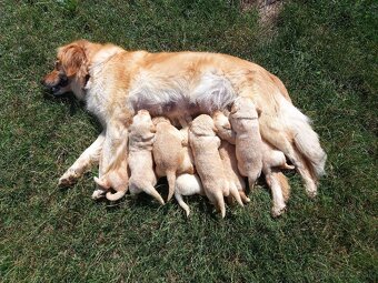 Zlatý retriever šteniatka - 3
