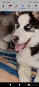 Sibírsky husky - 3