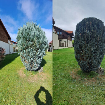 OREZ ŽIVÝCH PLOTOV A KRÍKOV - 3