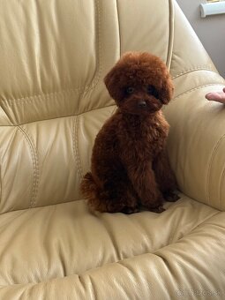 toy pudel dievča - 3