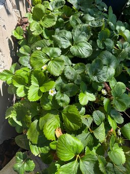 Sadenice mara de bois - ťahavé vysiace jahody - 3