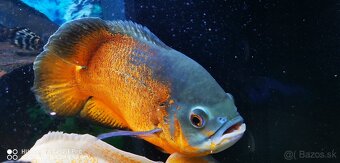 Ocelatus cichlida Pávia - 3