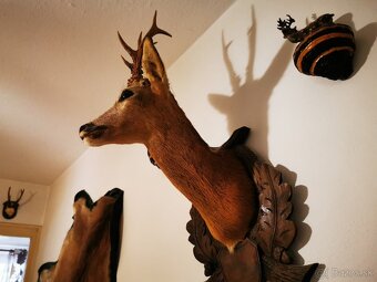Srnec a iné trofeje - 3