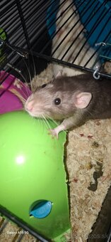 Darujem potkany + klietka - 3