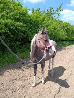 Ročná kobylka arab/painthorse - 3