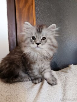 Predám mačiatka Maine coon - 3