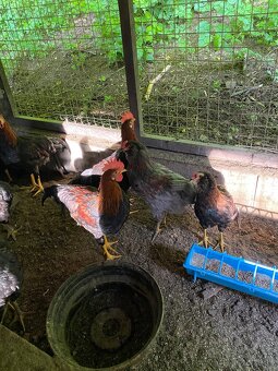 Araucana a vlaska - 3
