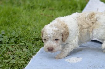 LAGOTTO ROMAGNOLO S PP/Italský vodní pes - 3