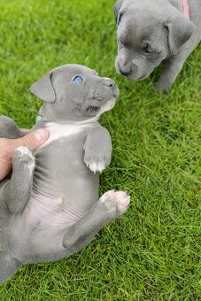 Amstaff šteniatka -verný modrý priatelia - 3