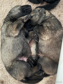 Nemecký ovčiak - šteniatka - 3