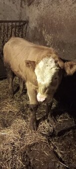 Predám býka Simental a jalovicu SS - 3