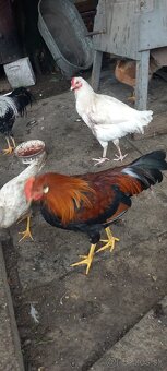 Predám kohúty - 3