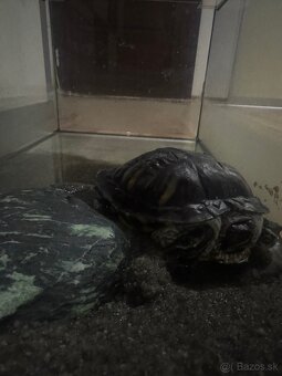 Korytnačka a 45l akvárium - 3