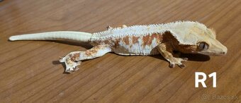 Pagekón riasnatý - 3