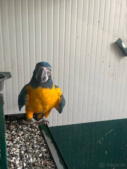 Ara glaucogularis ara modrokrká - 3