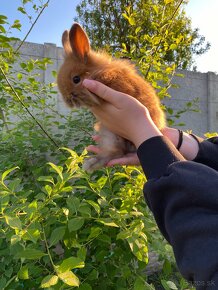 Zakrslý králik Levík - 3