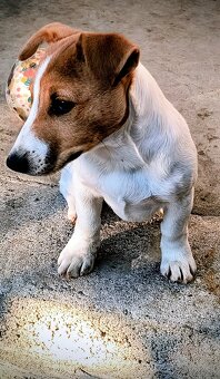 Jack russel terier - 3
