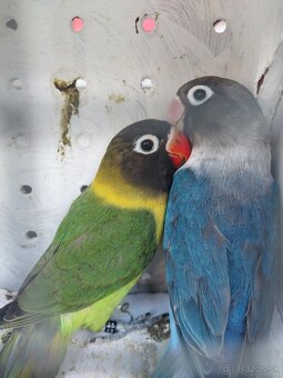 Predám agapornis - 3