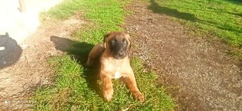 Belgický ovčiak malinois - 3