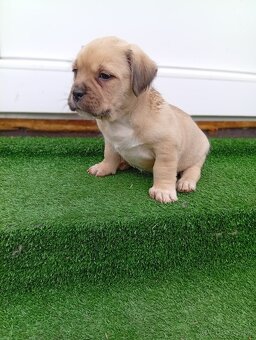 Stafford X Shitzu - 3