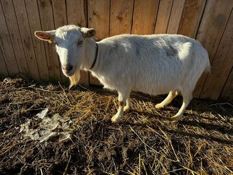 Koza , kozičky , kozy - 3