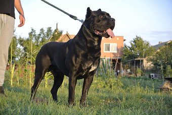 Cane Corso na krytie - 3