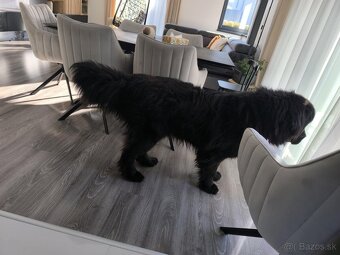 Novofundlandsky pes - 3