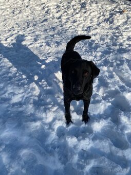 Labrador - 3