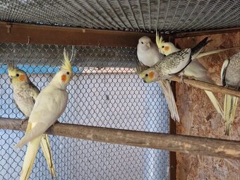 Na predaj Kórey biele obyčajne.Korely popolavé. - 3