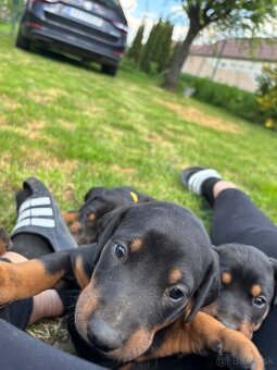 Šteniatka doberman - 3