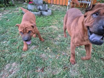 ▶️ SHAR-PEI - 3
