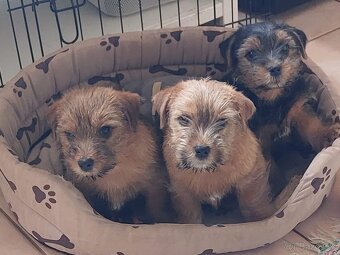 Norfolk terrier vrh September 2025 - 3
