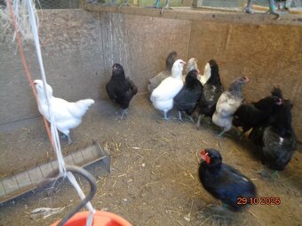 Ameraucana-sliepky - 3