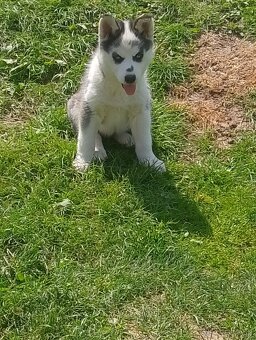 sibírsky husky - 3