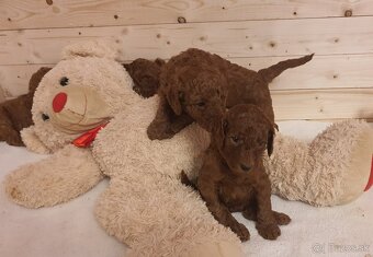 Pudel královský fawn/red - 3