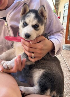 Sibírsky husky - 3