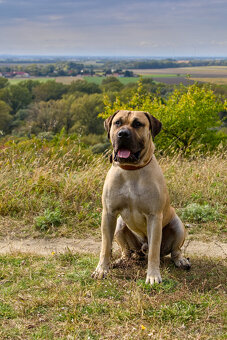 Kanarska Doga / Presa Canario s PP - 3