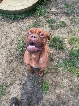 Bordeauxska doga - 3