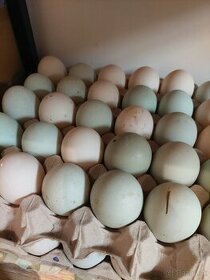 Vajíčka a malé kačky - farebné domáce kačice - 3