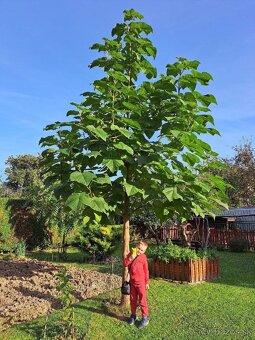 Paulownia Hybrid - 3