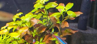 Ludwigia repens Rubin - 3