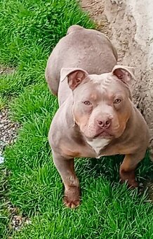 American bully pocket - 3