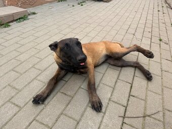 Belgický ovčiak- Malinois - 3
