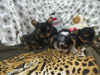 yorkshirsky teriér - yorki - 3