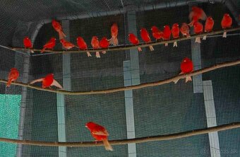 Predam Kanarikov - 3