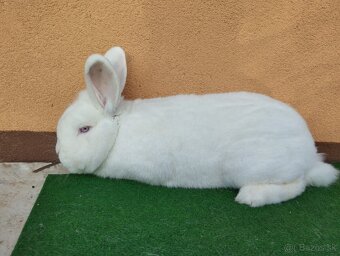 NOVOZELANSKY.   BIELI - 3