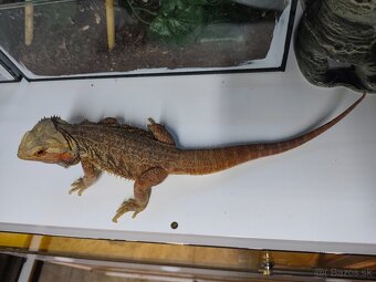 Agama bradatá - 3